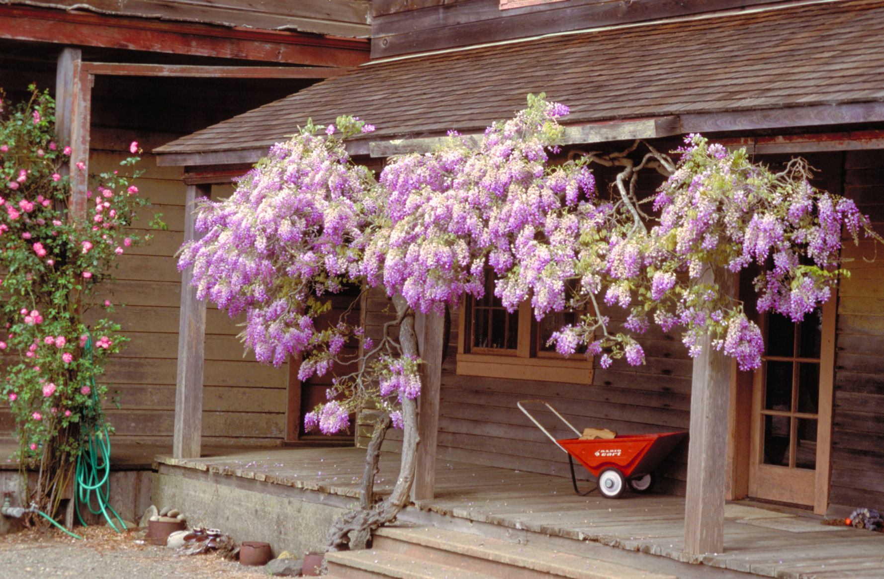 Wisteria